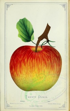 apples-00201 - Apple - Twenty Punce [2716x4297]