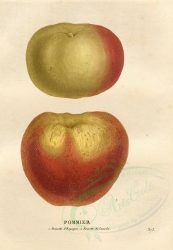 apples-00343 - Apple, 11 [3900x5639]