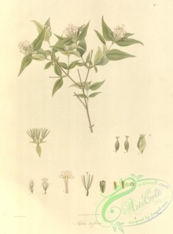 asian_plants-00001 - abelia triflora