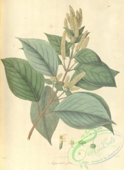 asian_plants-00009 - aphanochilus flava