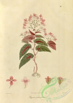 asian_plants-00016 - begonia pedunculosa