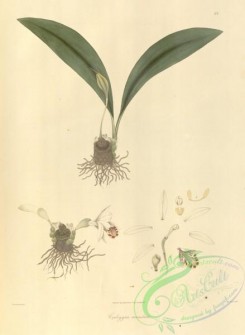 asian_plants-00034 - coelogyne maculata