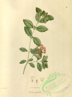 asian_plants-00098 - viburnum foetidum