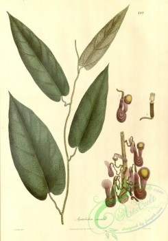 asian_plants-00110 - aristolochia saccata