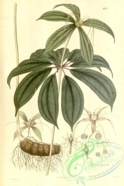 asian_plants-00165 - paris polyphylla