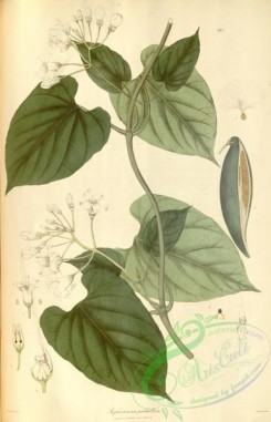 asian_plants-00178 - raphistemma pulchellum