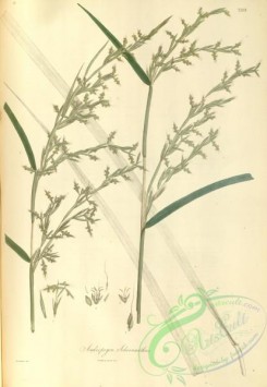asian_plants-00207 - andropogon schoenanthus