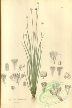 asian_plants-00224 - eriocaulon brownianum