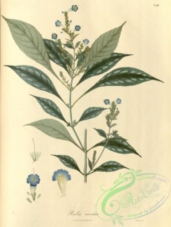 asian_plants-00274 - ruellia macutata