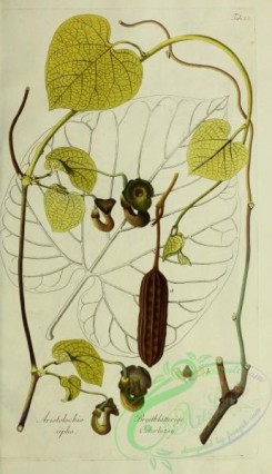 austrian_plants-00003 - aristolochia sipho