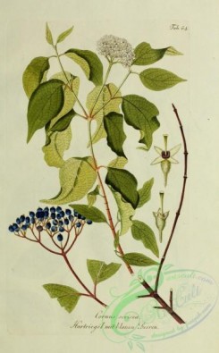 austrian_plants-00016 - cornus sericea