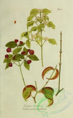 austrian_plants-00018 - evonymus americanus