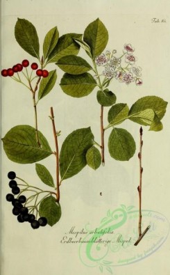 austrian_plants-00038 - mespilus arbutifolia
