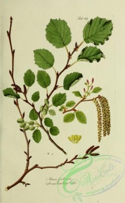 austrian_plants-00060 - alnus fruticosa