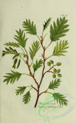 austrian_plants-00063 - alnus laciniata