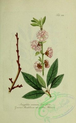 austrian_plants-00065 - amygdalus communis flore pleno