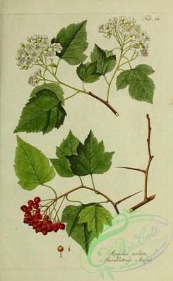 austrian_plants-00081 - mespilus cordata