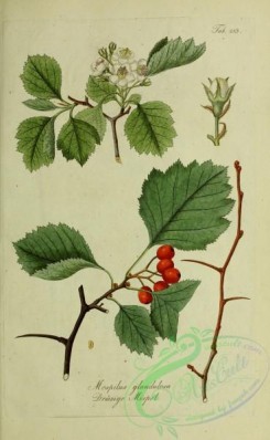 austrian_plants-00083 - mespilus glandulosa