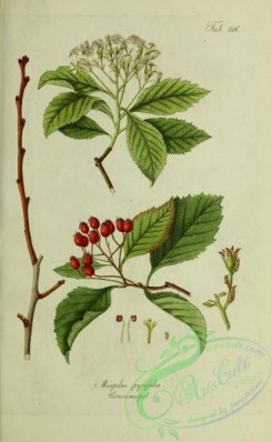 austrian_plants-00084 - mespilus pyrifolia