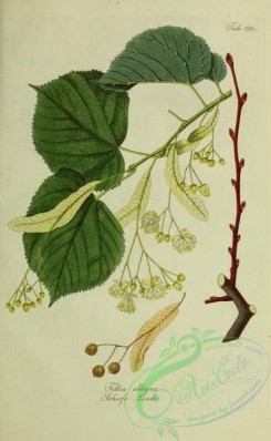 austrian_plants-00113 - tillia obliqua