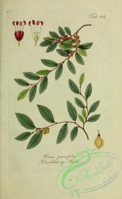 austrian_plants-00117 - ulmus parvifolia