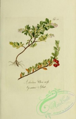 austrian_plants-00122 - arbutus uva ursi