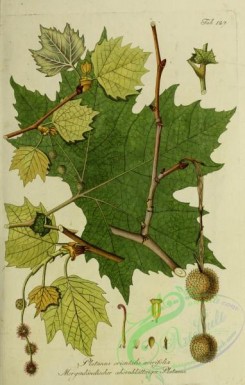 austrian_plants-00146 - platanus orientalis acerifolia