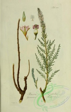 austrian_plants-00169 - tamarix germanica