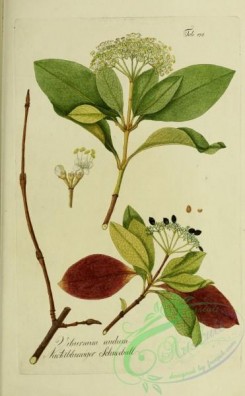 austrian_plants-00174 - viburnum nudum
