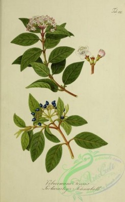 austrian_plants-00178 - viburnum tinus