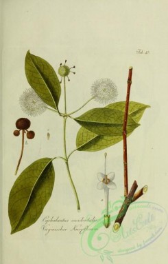 austrian_plants-00206 - cephalantus occidentalis