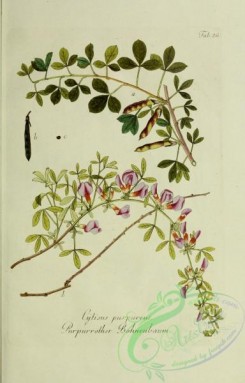 austrian_plants-00215 - cytisus purpureus