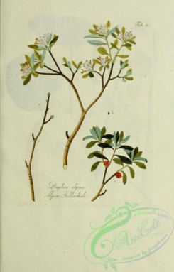 austrian_plants-00218 - daphne alpina
