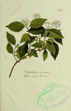 austrian_plants-00223 - philadelphus coron nanus