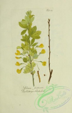 austrian_plants-00227 - robinia frutescens