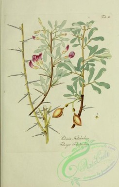 austrian_plants-00228 - robinia halodendron