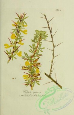 austrian_plants-00232 - robinia spinosa