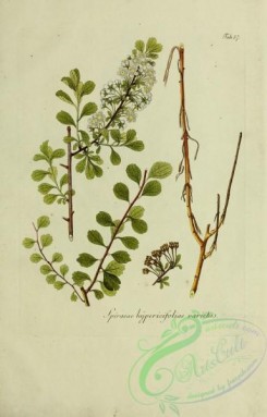 austrian_plants-00237 - spiraea hypericifoliae