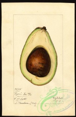 avocado-00002 - 4412-Persea-Lyon [2619x4000]