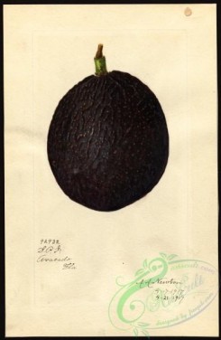 avocado-00004 - 4414-Persea-McDonald [2608x4000]