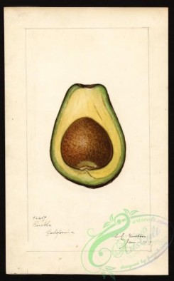 avocado-00014 - 4440-Persea-Puebla [2492x4000]