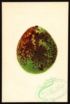 avocado-00019 - 4459-Persea-Waldin [2684x4000]
