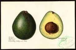 avocado-00024 - 4536-Persea-Blakeman [4000x2680]