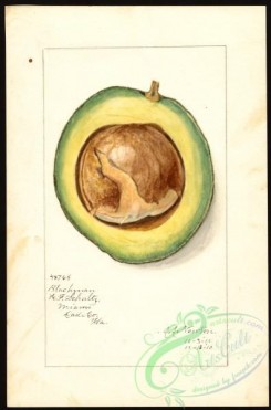 avocado-00026 - 4538-Persea-Blackman [2640x4000]