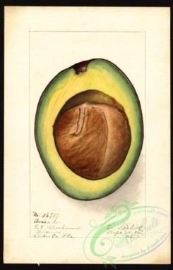 avocado-00028 - 4540-Persea-Blackman [2562x4000]