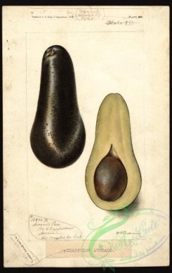 avocado-00041 - 4553-Persea-Chappelow [2533x4000]