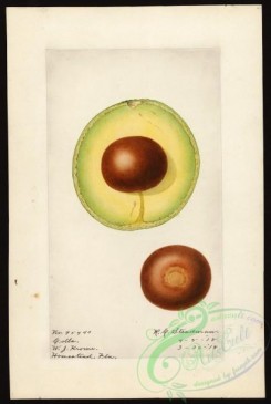 avocado-00043 - 4555-Persea-Colla [2693x4000]