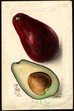 avocado-00048 - 4560-Persea-Early [2664x4000]