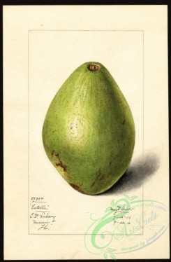 avocado-00051 - 4563-Persea-Estelle [2625x4000]