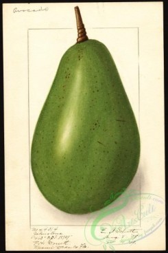 avocado-00061 - 4573-Persea-Johnstone [2669x4000]